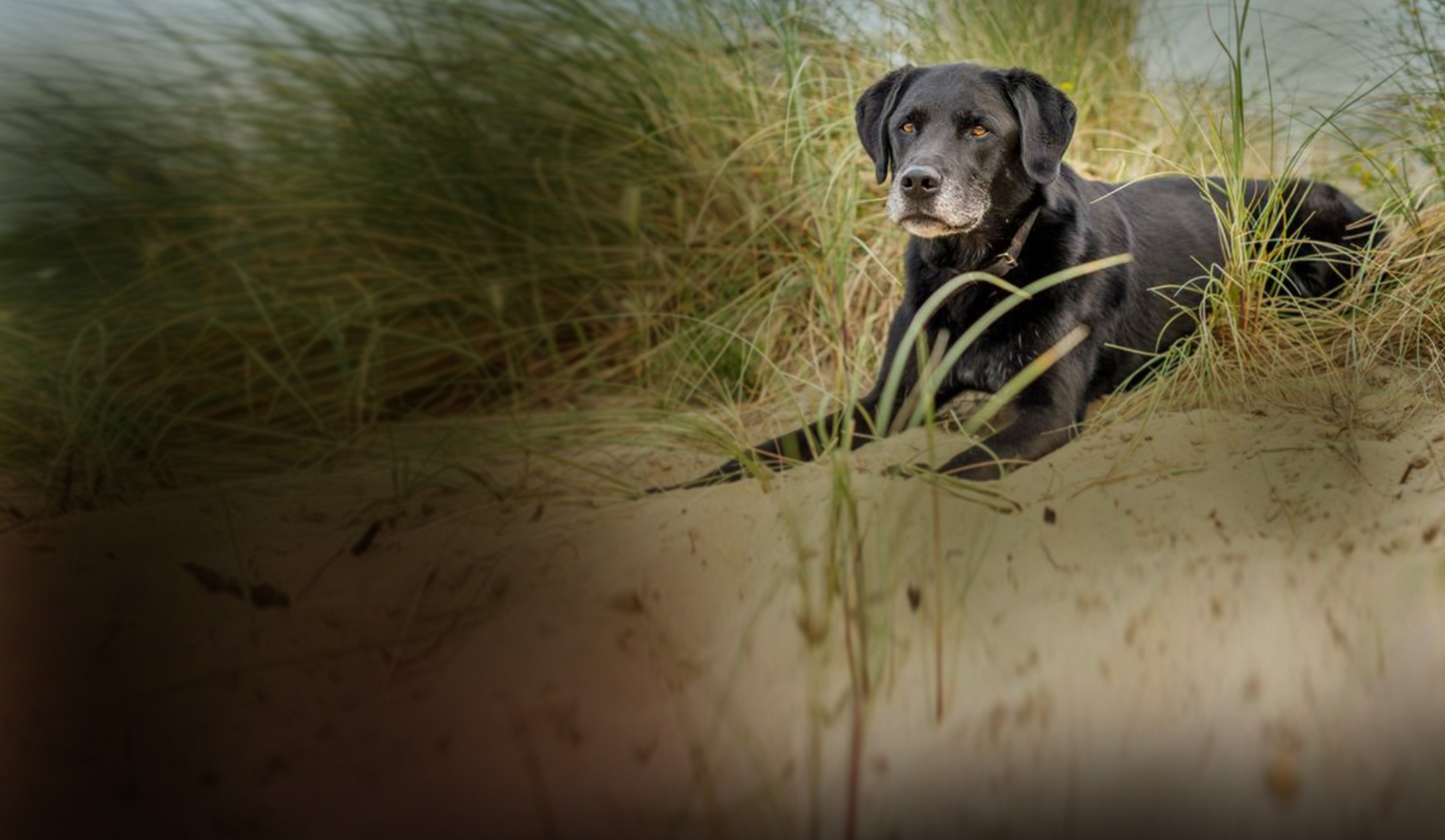 Dog in dune